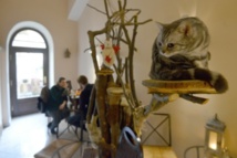 Les chats brisent la glace aux cafés à Prague