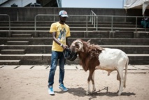 Sport, gloire et argent: les combats de béliers au Nigeria Sport, gloire et argent: les combats de béliers au Nigeria