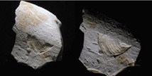 Insolite : Gravé il y a 35.000 ans