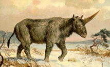 Des hommes préhistoriques auraient pu côtoyer la licorne sibérienne Des hommes préhistoriques auraient pu côtoyer la licorne sibérienne