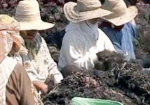 Le Maroc recèle une richesse algale importante qui nécessite sa valorisation Le Maroc recèle une richesse algale importante qui nécessite sa valorisation