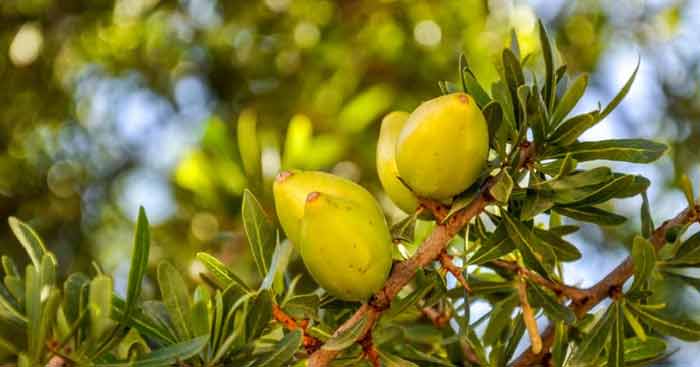 L'arganier, un savoir-faire né dans la région d'Essaouira depuis plus de 150.000 ans