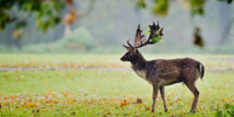 Où sont les cerfs ? Dans les bateaux !