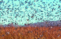 Les criquets pèlerins menacent le Maroc Les criquets pèlerins menacent le Maroc