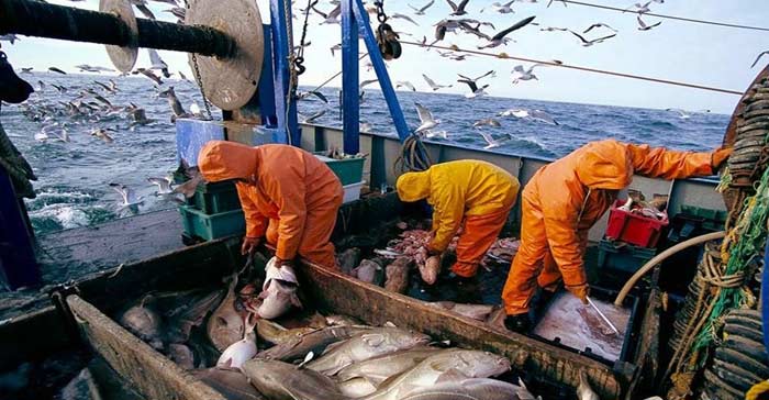 «Halieutis» Les chiffres flatteurs de Madame la secrétaire d’Etat