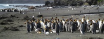 Manchots d'Antarctique recherchent crevettes