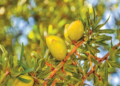 Agadir célèbre l'arganier, un arbre emblématique du Maroc