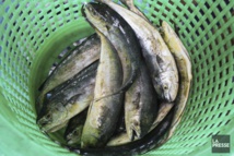 Des polluants dans des poissons empêcheraient le corps d'éliminer les toxines