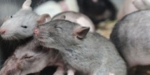 Des souris bègues pour percer le mystère du bégaiement humain