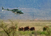 Des colliers GPS pour suivre les éléphants et les protéger d'un chemin de fer au Kenya