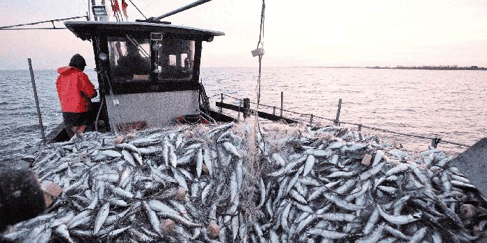 Port d'Essaouira : Baisse de 32% des débarquements de la pêche en 2025