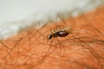 Réduire le risque de transmission du paludisme