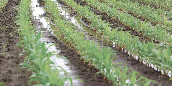 Région Béni Mellal-Khénifra : Les récentes précipitations augurent d’une bonne saison agricole