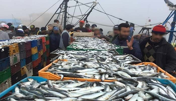 Trop cher poisson. Tu nous manques tant !