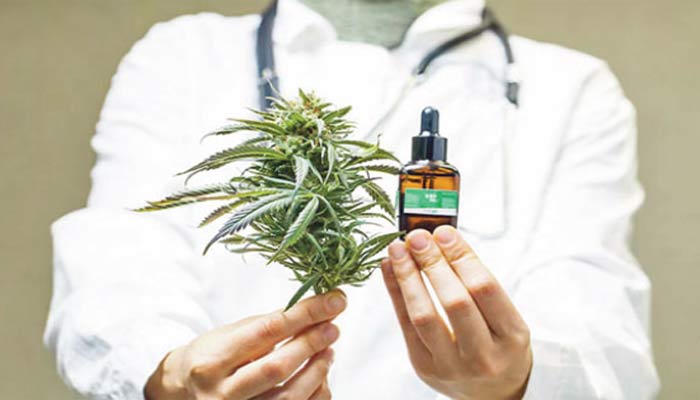 Le Maroc avance ses pions dans le médicament à base de cannabis