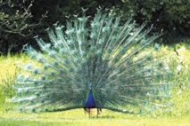 Comment sont captivées les paons femelles Comment sont captivées les paons femelles