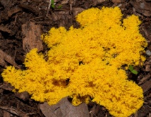 Insolite : Bon élève Insolite : Bon élève