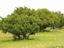 L’arganier du Haut-Atlas, une plante pour la protection de l'environnement et une source de vie pour plusieurs familles L’arganier du Haut-Atlas, une plante pour la protection de l'environnement et une source de vie pour plusieurs familles