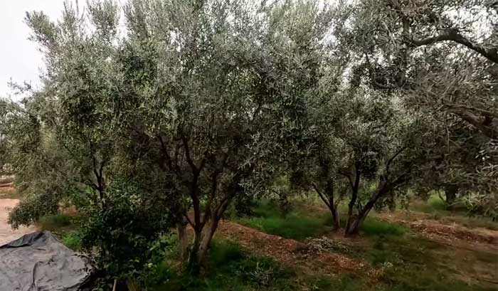 Appel à l’intégration des bio-solutions dans les plans de lutte contre le changement climatique