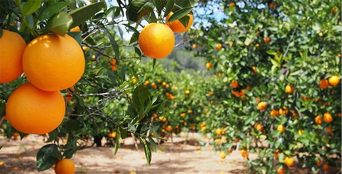 Béni Mellal-Khénifra : Rebond de la production agrumicole et perspectives prometteuses pour la campagne 2025-2026