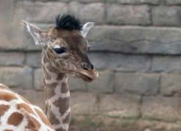 Naissance d'un bébé girafe à Mohammedia