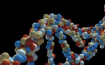 Une variation génétique fait paraître plus vieux que son âge Une variation génétique fait paraître plus vieux que son âge