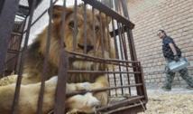 Insolite : Sauvetage de lions