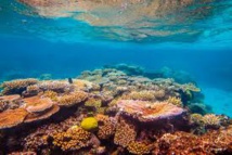 De nombreux récifs risquent de mourir dans les 20 prochaines années De nombreux récifs risquent de mourir dans les 20 prochaines années
