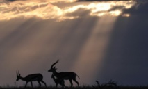 L'habitat d'antilopes menacé par le réchauffement climatique L'habitat d'antilopes menacé par le réchauffement climatique