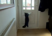 Insolite 
