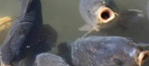 Insolite : Eradication des carpes