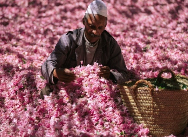 Ouverture à Kelâat M'gouna du 54ème Festival des roses