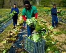 Les potagers solidaires poussent dans les prisons portugaises
