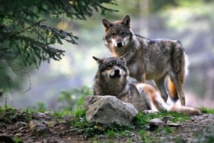 Autoriser des abattages de loups renforce  le braconnage