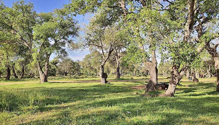 Aucun abattage massif d'arbres de la forêt de Maâmora : Les travaux en cours visent le nettoiement post-intempéries