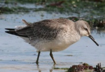 Le réchauffement réduit la taille et la morphologie d'oiseaux
