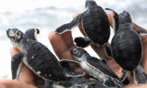 Les bébés-tortues pris au piège des lumières artificielles