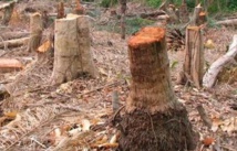 La Casamance menacée de déforestation d'ici deux ans