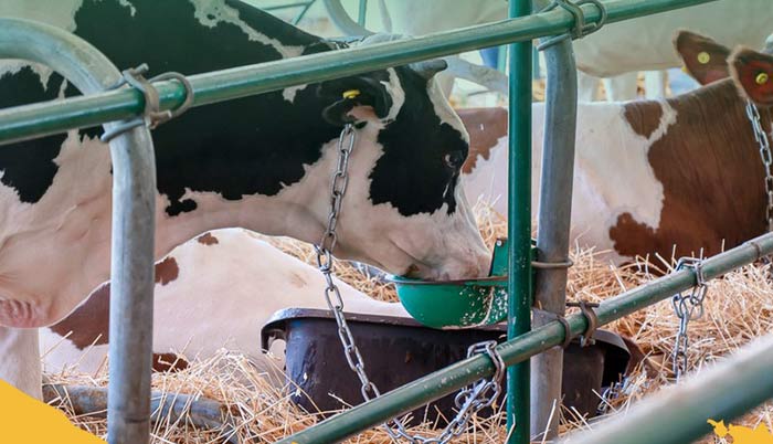 Production animale : un tournant stratégique à l’aune de la durabilité