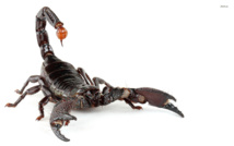Traitement de piqûres de scorpion et morsures  de vipère, entre remèdes traditionnels et modernes