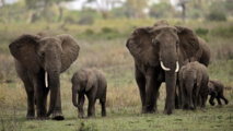 Les éléphants de la réserve tanzanienne de Selous pourraient disparaître d'ici 2022 Les éléphants de la réserve tanzanienne de Selous pourraient disparaître d'ici 2022