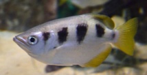 Insolite : Un poisson qui a l'œil