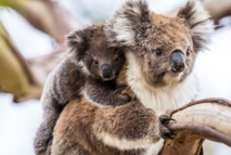 Le koala australien vit des heures bien sombres
