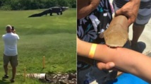 Insolite :  "Florida Man"
