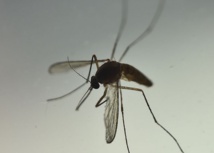 Lâcher des moustiques OGM dans la nature