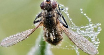 Découverte d'une nouvelle espèce de mouche