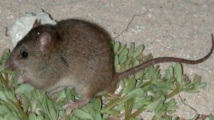 Un rongeur australien probablement le premier mammifère disparu à cause du réchauffement Un rongeur australien probablement le premier mammifère disparu à cause du réchauffement