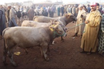 Commercialisation des aliments composés subventionnés au profit des éleveurs bovins Commercialisation des aliments composés subventionnés au profit des éleveurs bovins