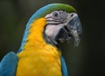 Petite cervelle mais grandes habilités : Les oiseaux dopés par leurs neurones Petite cervelle mais grandes habilités : Les oiseaux dopés par leurs neurones