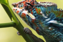 Le caméléon et son atout bave gluante